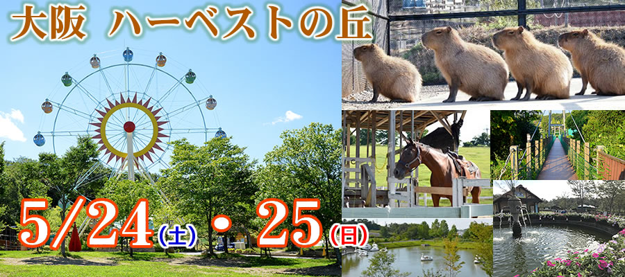 5/24COSJOY大阪 ハーベストの丘