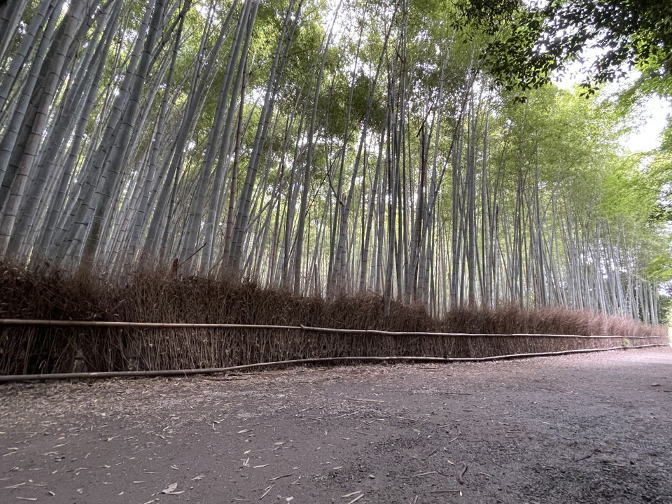 2/28麗Yer's 京都嵐山 街歩き