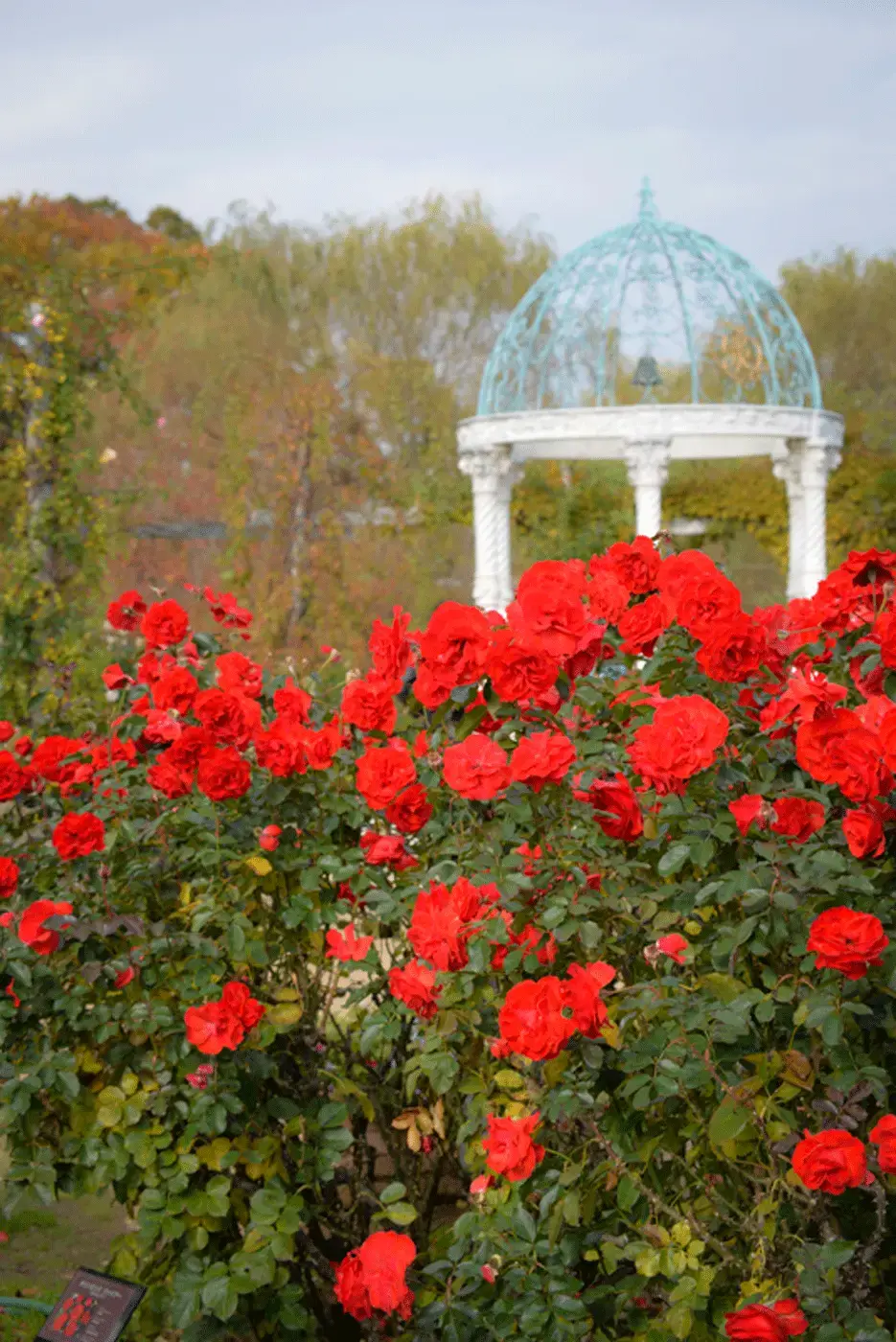 JCFin京成バラ園_4月25&26日（土日）