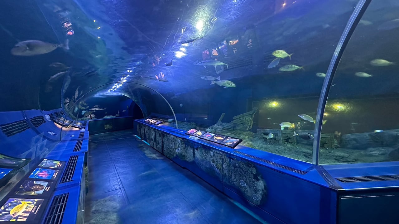 3/8　麗Yersしながわ水族館イベント